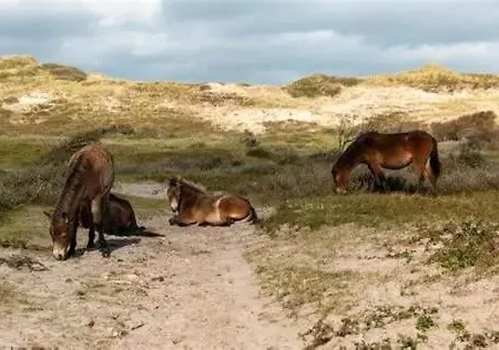 Roos * Egmond aan Zee